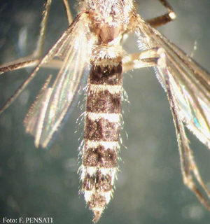 Aedes vexans