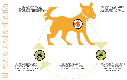Immagine che illustra il ciclo della filaria nel cane