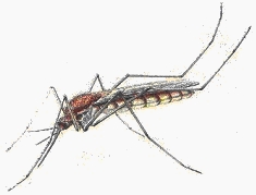 zanzara invernale