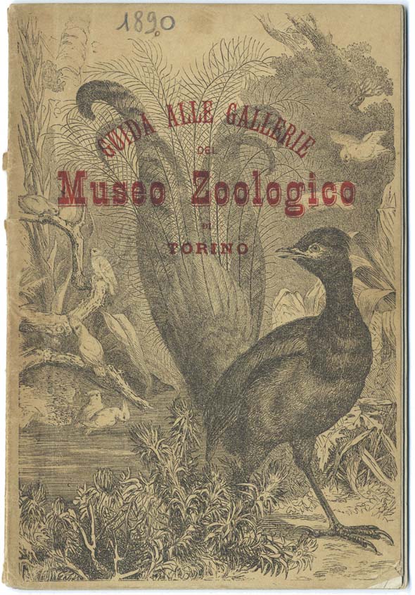 Guida alle Gallerie del Museo Zoologico di Torino