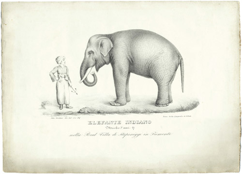L'elefante Fritz ritratto in una litografia
