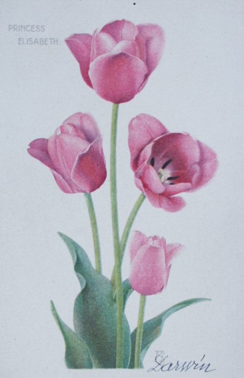 Cartolina pubblicitaria di tulipani