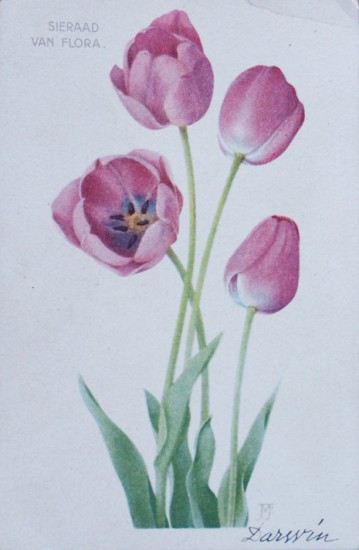 Cartolina pubblicitaria di tulipani
