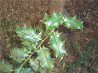 Ilex aquifolium - Agrifoglio - Aquifoliaceae