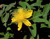 Hypericum - Iperico - Hypericaceae
