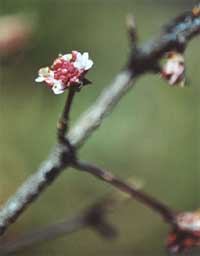 Viburnum bodnantense Var. Down - Viburno - Caprifoliaceae