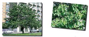 Ciliegio selvatico (Prunus avium)
