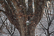 neve Parco Tesoriera