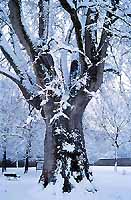Nevicata 28.2.2001 Parco Tesoriera Torino