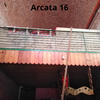 Foto 03 Arcata 16
