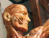 Museo di Anatomia Umana “Luigi Rolando”