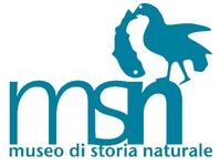 logo msn