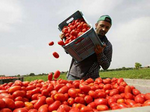 Immagini di un lavoratore che scarica pomodori