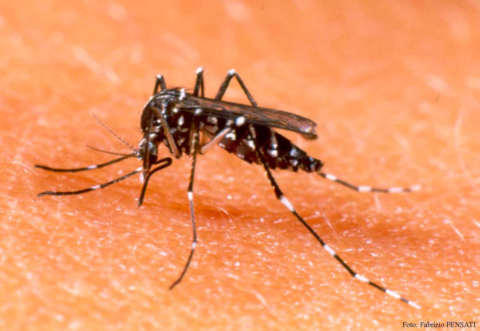 Aedes albopictus: la zanzara tigre