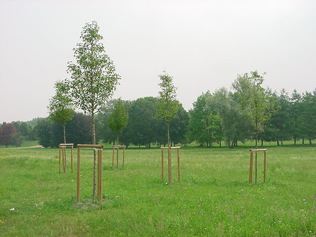 Alcuni dei 23 alberi offerti da Aes Torino Spa alla Citt