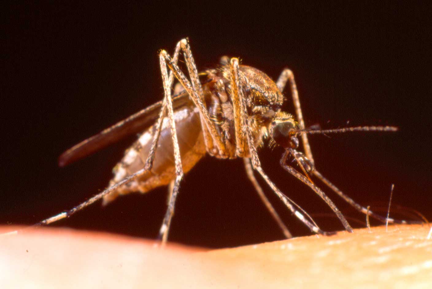 Ochlerotatus caspius, la nuova agguerrita zanzara
