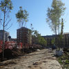 Realizzazione Parco Spina 4 | Cantiere: piantumazione | Ottobre 2013-2